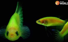 Thái Lan ra lệnh tiêu diệt cá huỳnh quang biến đổi gene