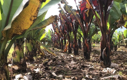 Loại cây được mệnh danh là 'siêu thực phẩm', có khả năng cứu đói cả châu lục