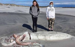 Xác mực khổng lồ dạt vào bờ biển New Zealand