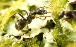Phát hiện kinh ngạc về số lượng kiến trên Trái Đất