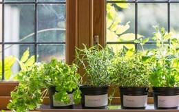 Cách trồng thảo mộc xanh tốt trên bệ cửa sổ giúp ngôi nhà ngập hương thơm