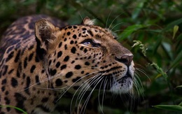 Những loài động vật nào có thể bị tuyệt chủng tới năm 2050?