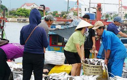 Chạy siêu bão, ngư dân Quảng Bình trúng luồng cá lớn