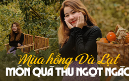 5 vườn hồng trĩu quả ở Đà Lạt vừa đẹp lại cho ăn thỏa thích tại chỗ đang chờ bạn ghé thăm