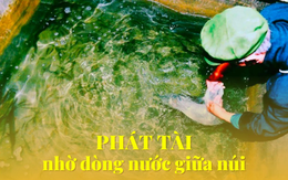 Lão nông xẻ núi tìm “vàng sống" bị chê cười vì quá hoang đường, 15 năm sau tiền về không ngớt