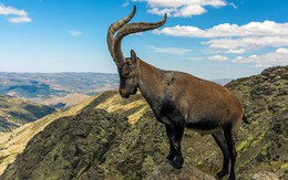 Dê núi Pyrenean ibex: Loài động vật đầu tiên và duy nhất trên thế giới tuyệt chủng tới 2 lần