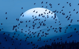 Tại sao chim di cư không ở luôn phương Nam mà phải "nhọc công" bay về phương Bắc khi hết mùa lạnh?