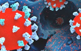 Phát hiện mối liên hệ bất thường giữa COVID-19 và gan nhiễm mỡ