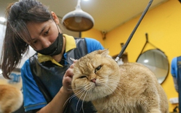 Cận Tết, chó mèo cũng đi spa làm đẹp đón năm mới, chi phí lên đến tiền triệu