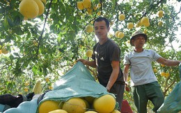 Mãn nhãn với cảnh nông dân thu hoạch vườn bưởi Diễn những ngày gần Tết Nguyên đán Quý Mão