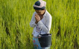 Tương lai của ngành lúa gạo Thái Lan đang bị đe dọa bởi 'kẻ xâm nhập' từ Việt Nam, lan rộng từng cánh đồng mà không biết xuất hiện khi nào
