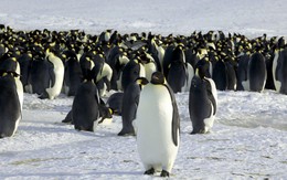 Phát hiện nơi ở mới của loài chim cánh cụt hoàng đế
