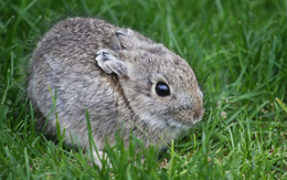 Loài thỏ độc lạ có kích thước siêu nhỏ chỉ bằng một nắm tay