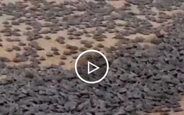 Cảnh tượng hàng nghìn con rùa Nam Mỹ chui lên khỏi mặt đất