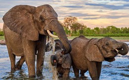 Loài voi có thể là 'chìa khóa' để cứu Trái Đất