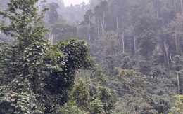 Bảo vệ phát triển rừng bền vững ở Na Hang, Tuyên Quang