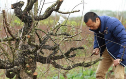 Chăm sóc đào sau Tết, cần lưu ý gì để năm sau ra hoa chỉ việc chơi lại