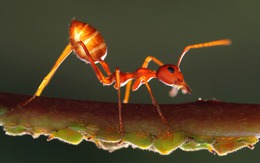 Phát hiện loài kiến có thể đánh hơi được các tế bào ung thư ở người