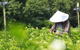 Bông hoa nhỏ trắng tinh khôi "biến hình" thành ngành công nghiệp nghìn tỷ ở Trung Quốc: Vươn lên từ thung lũng tỏa hương khắp thế giới