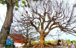 ‘Lão mai’ 100 tuổi, cây mai 'bàn tay năm ngón' gây sốt ở miền Tây