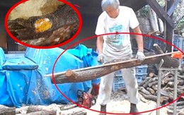 Người đàn ông dùng 1 sợi dây thép "cưa" khúc gỗ lạ, cả hiện trường “náo loạn” khiếp cảnh sát ập đến: Báu vật tiền tỷ xuất hiện, được giao nộp cho nhà nước