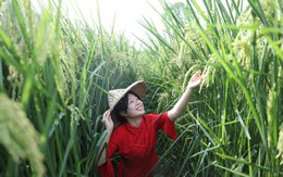 Giống lúa "lớn vượt đầu người" của Trung Quốc khiến thế giới khuấy đảo: Cao 2 mét, sản lượng "cực khủng" trên đất cằn nhưng vẫn lộ những điểm yếu khó lường