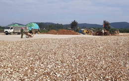 Việt Nam sở hữu một loại nông sản được ví như “vàng trắng” dưới lòng đất: Trung Quốc mỗi năm chi hàng tỷ USD để săn lùng, nước ta xếp thứ 2 thế giới về xuất khẩu