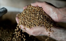 Một loại hạt bất ngờ được Trung Quốc lùng sục khắp thế giới, là mặt hàng có nguy cơ rơi vào khủng hoảng sau gạo