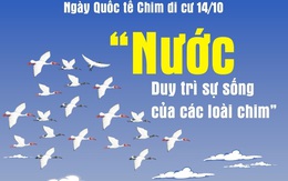 Ngày Quốc tế Chim di cư 14/10: 'Nước - Duy trì sự sống của các loài chim'