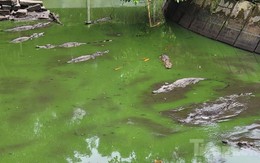 Kiên Giang: Rút cạn nước khu nuôi cá sấu, phát hiện sổng 8 con ra công viên