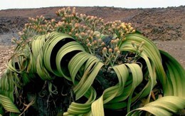 Welwitschia mirabilis: Loài thực vật cổ xưa có khả năng tồn tại hàng nghìn năm