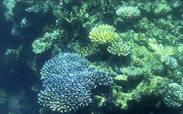 Sao biển gai đe dọa sự tồn tại của san hô khi đại dương ấm lên