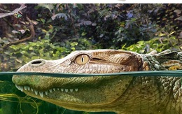 Tiết lộ thông tin về loài cá sấu cổ đại chưa từng được biết đến