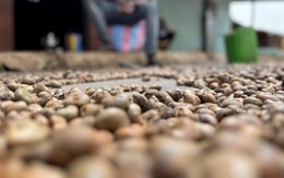 'Tinh túy' của nông sản Việt được các đại gia dầu mỏ cực kỳ ưa chuộng: Xuất khẩu tăng mạnh 3 chữ số, tổng thu về hơn 2 tỷ USD