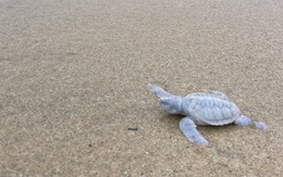 Rùa biển bạch tạng quý hiếm chào đời tại Six Senses Côn Đảo