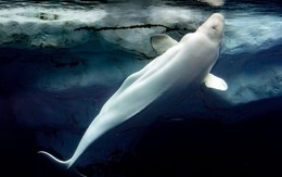 Sự thật đằng sau việc cho cá voi trắng ăn đá viên là gì?