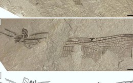Anh: Phát hiện hóa thạch chuồn chuồn 200 triệu tuổi y hệt loài hiện đại
