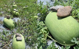 Kỳ lạ nông dân Trung Quốc cứ trồng dưa hấu là đặt cục đá lên trên, chuyên gia: Rất khôn ngoan!