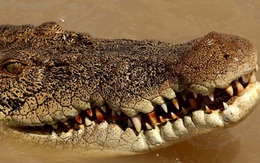 Người đàn ông thoát chết trong gang tấc nhờ cắn vào mắt cá sấu tấn công mình