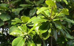 Có nên trồng cây bàng trước nhà?