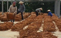Việt Nam sở hữu 'báu vật' nông sản cực hiếm trên thế giới: Xuất khẩu 35% thị phần toàn cầu, thu về trăm triệu USD trong 10 tháng đầu năm