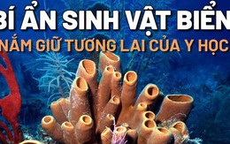 Bí ẩn những sinh vật biển lâu đời nhất hành tinh nắm giữ tương lai của y học