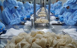 Khánh Hòa lần đầu tiên xuất khẩu chính ngạch tổ yến sang Trung Quốc