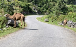 Sau chuột túi, 2 con lạc đà bất ngờ xuất hiện ở Cao Bằng