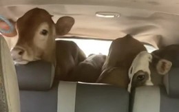 Video này cho thấy Toyota Innova thực dụng cỡ nào: Khoang hành lý chở được 4 con bò