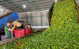 'Siêu thực phẩm' của Việt Nam khiến người Nhật dù khó tính nhất cũng phải khen vừa thơm vừa ngon, Trung Quốc tranh phần nhập khẩu giúp thu về hơn 200 triệu USD