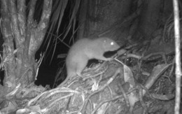 Chuyện lạ thế giới: Phát hiện chuột khổng lồ có thể lớn bằng trẻ sơ sinh