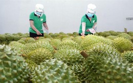 Cơ hội lớn tăng xuất khẩu rau quả sang Trung Quốc