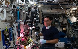 Tìm thấy quả cà chua 'mất tích' suốt 8 tháng trên trạm vũ trụ ISS