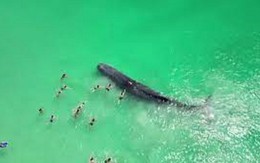 Hiện tượng bất thường khi cá voi sống dạt vào bờ biển